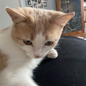 Meet your Posher, Stephen